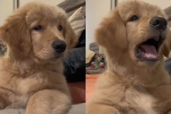 cachorro-aprende-latir_widelg