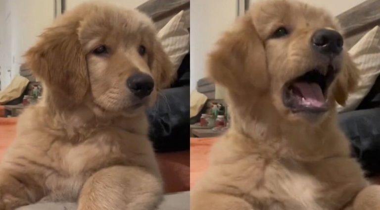 cachorro-aprende-latir_widelg