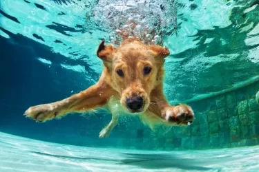 cachorro-cao-nadando-em-piscina-agua-golden-retriever-1709735945050_v2_900x506.jpg