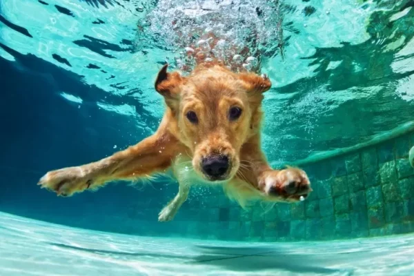 cachorro-cao-nadando-em-piscina-agua-golden-retriever-1709735945050_v2_900x506.jpg