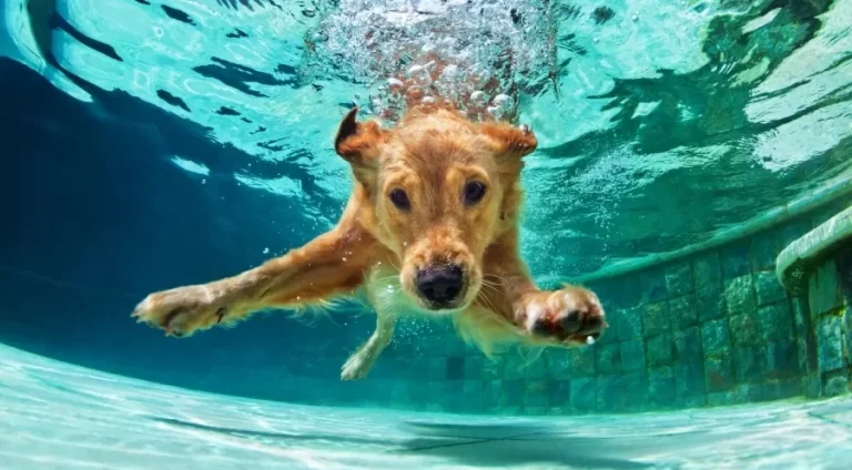 cachorro-cao-nadando-em-piscina-agua-golden-retriever-1709735945050_v2_900x506.jpg