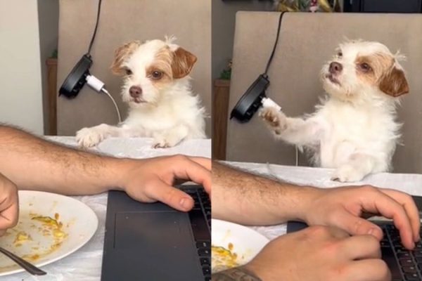 cachorro-fica-indignado_widelg