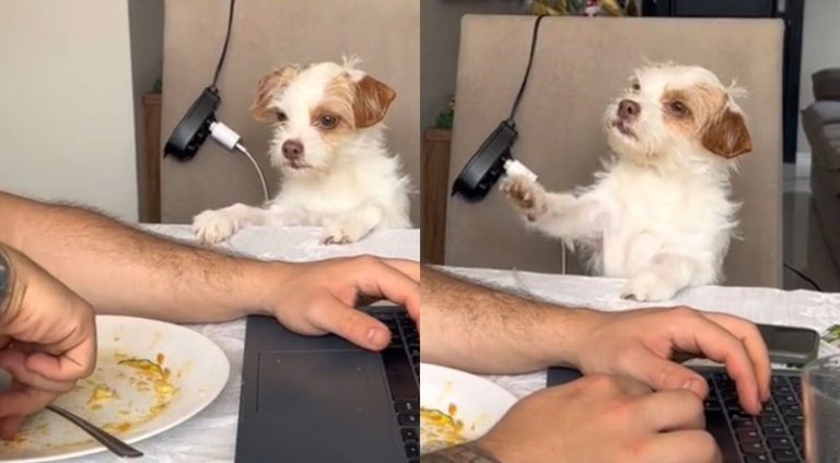 cachorro-fica-indignado_widelg