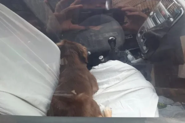 cachorro-foi-deixado-dentro-de-um-carro-fechado-em-mossoro-rn-3244948-article