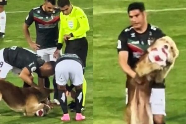 cachorro-invade-partida-de-futebol_widelg