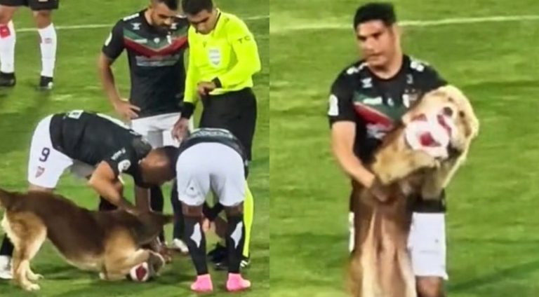 cachorro-invade-partida-de-futebol_widelg