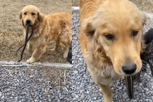 cachorro-leva-presente-estranho_widelg