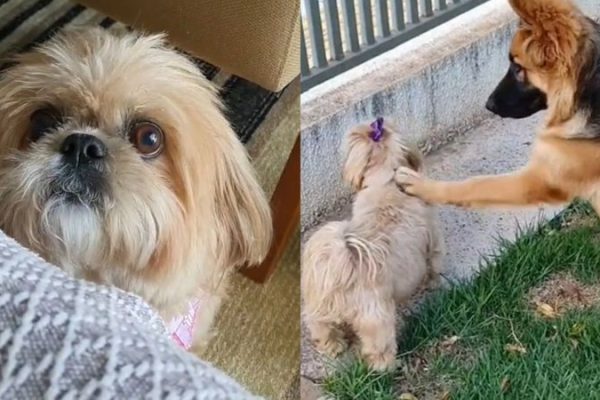 cachorro-mantem-irritacao_widelg