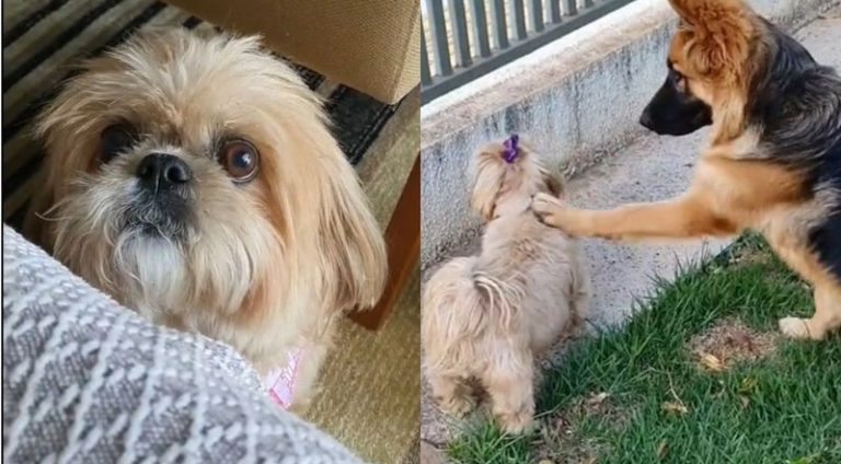 cachorro-mantem-irritacao_widelg