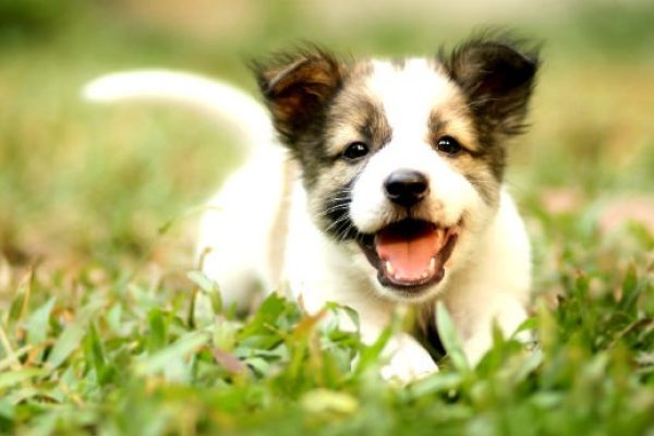 cachorro-pets