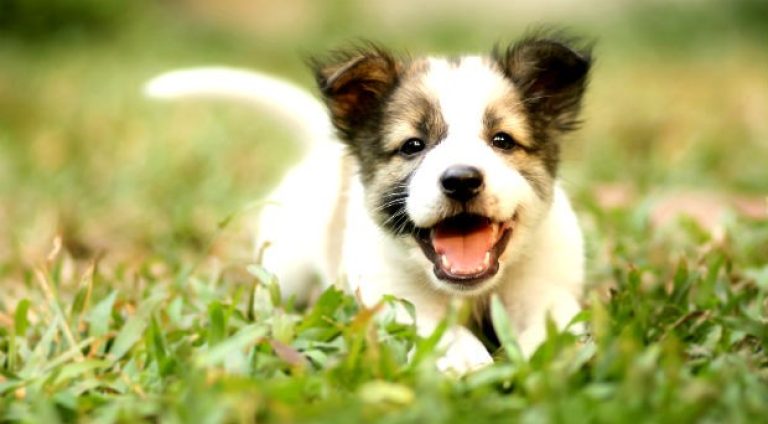 cachorro-pets