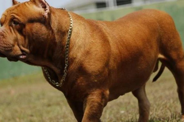cachorro