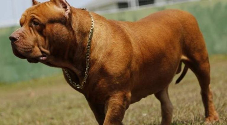 cachorro