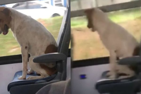 cachorro-que-pegou-carona-1_widelg