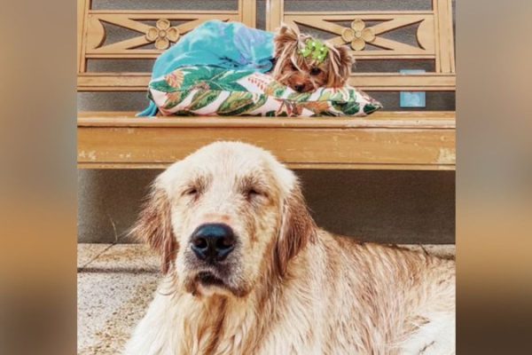 cachorro-reage-ao-rever-lembranca_widelg