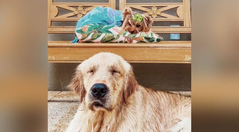 cachorro-reage-ao-rever-lembranca_widelg