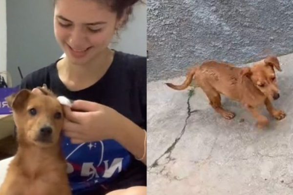 cachorro-recebe-veredito-final_widelg