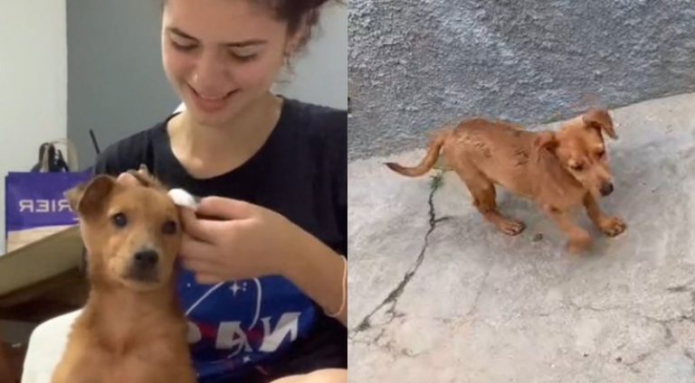 cachorro-recebe-veredito-final_widelg