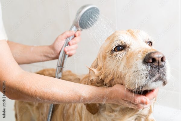 cachorro tomando banho
