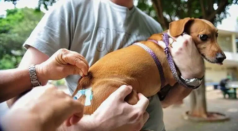 cachorro-vacina-1024x614.jpg