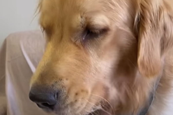 cachorro_frutas_widemd