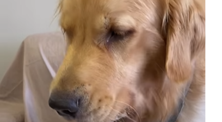cachorro_frutas_widemd