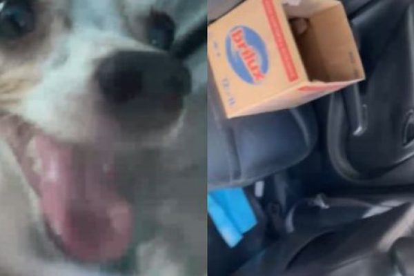 cachorro_sdxbqc5p_widemd