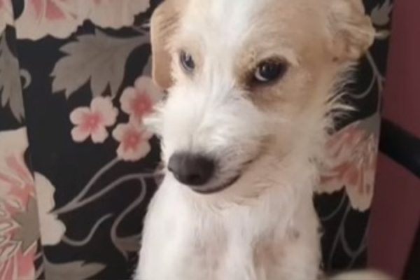 cachorro_sorrindo_widelg