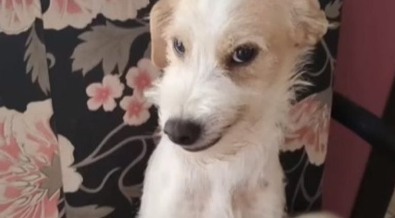 cachorro_sorrindo_widelg