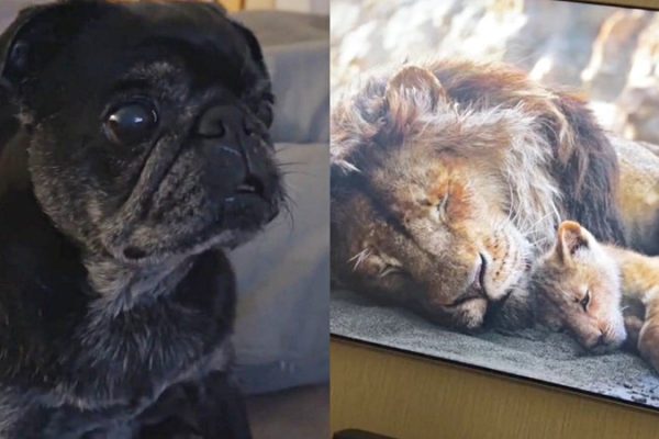 cadela-chora-ao-assistir-rei-leao_widelg