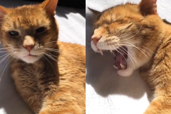 cancao-de-ninar-para-gato_widelg