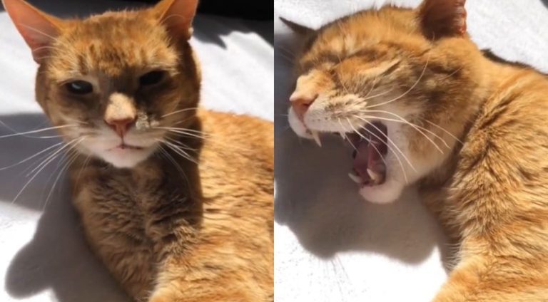cancao-de-ninar-para-gato_widelg