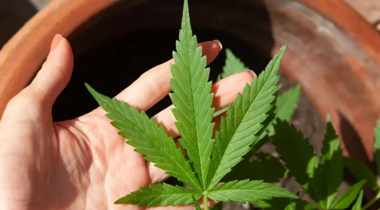 cannabis-5003423