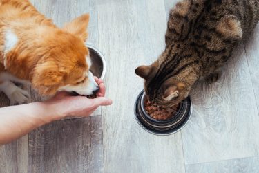 cao gato comendo