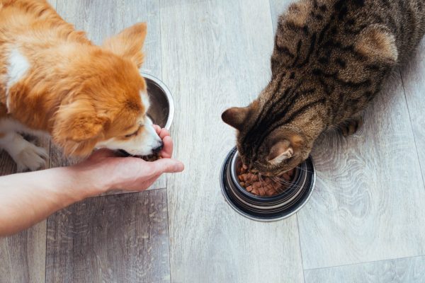 cao gato comendo