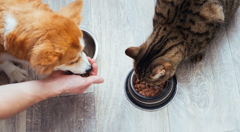 cao gato comendo