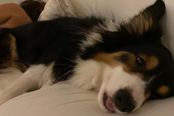 cão