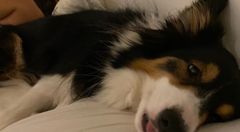 cão