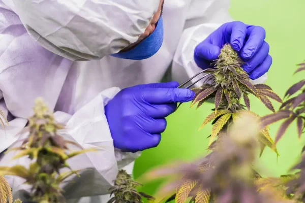 cbd-7665137 (1)