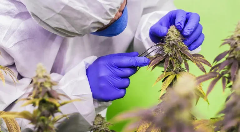 cbd-7665137 (1)