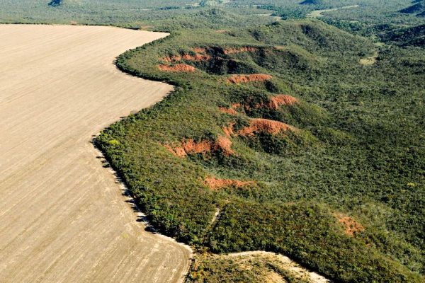 cerrado