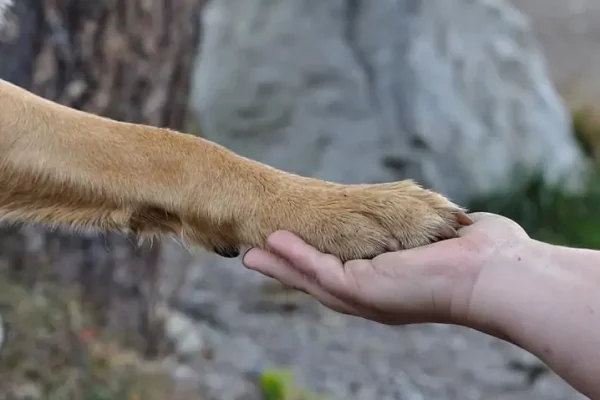 como-ensinar-o-cachorro-a-dar-a-pata2