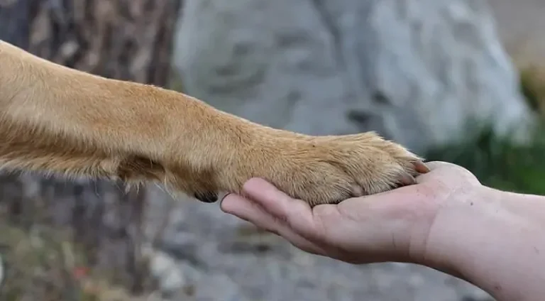 como-ensinar-o-cachorro-a-dar-a-pata2