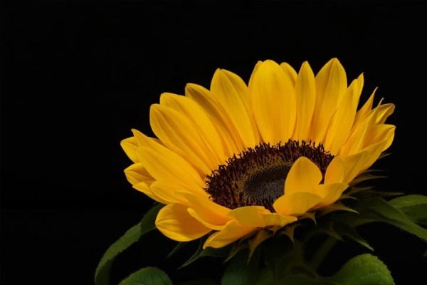 como-plantar-girassol-jardim