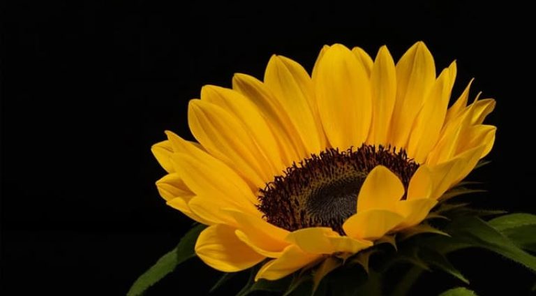 como-plantar-girassol-jardim