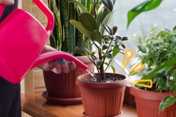 como-plantar-no-vaso-shutterstock-583764094