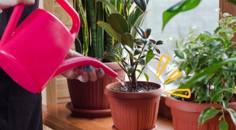 como-plantar-no-vaso-shutterstock-583764094