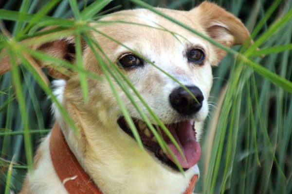 confira_lista_de_plantas_toxicas_para_manter_longe_de_seu_pet_em_casa_widelg
