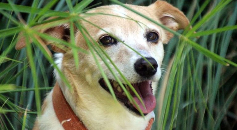 confira_lista_de_plantas_toxicas_para_manter_longe_de_seu_pet_em_casa_widelg