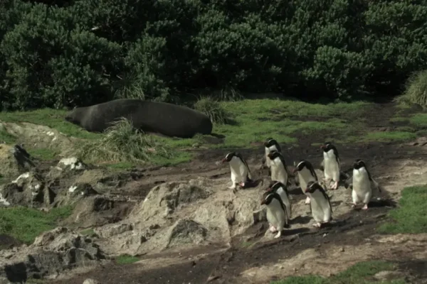 criaturas-do-grande-azul-pinguins-e-leao-marinho-02-credito-divulgacao-love-nature